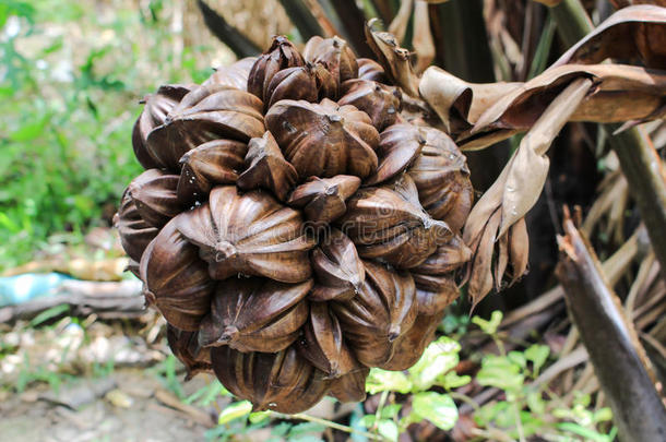 泰国的nypa棕榈果，大自然中的nypa种子特写。