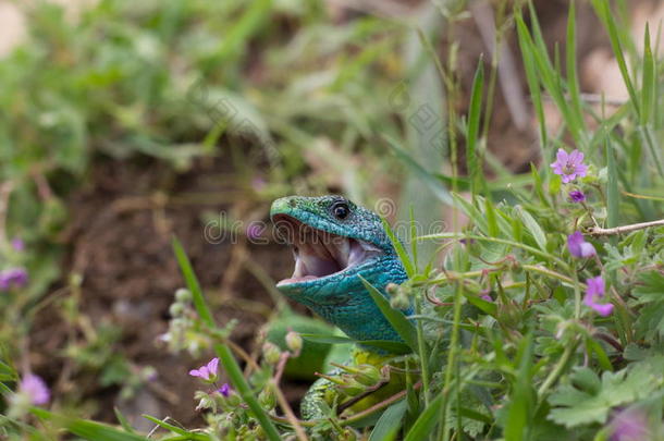 绿宝石蜥蜴在灌木丛中，嘴张开