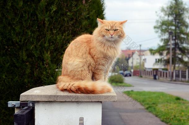 坐在柱子上的猫