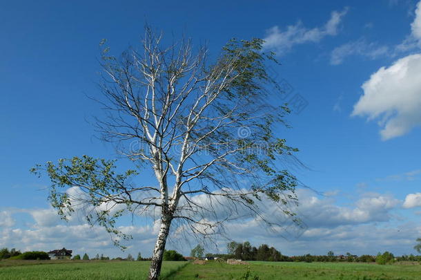 大风天气里孤独的白桦树