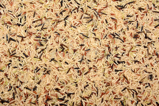 野生稻，棕色巴士马提和红卡玛格背景