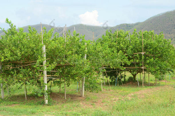 柠檬树种植园