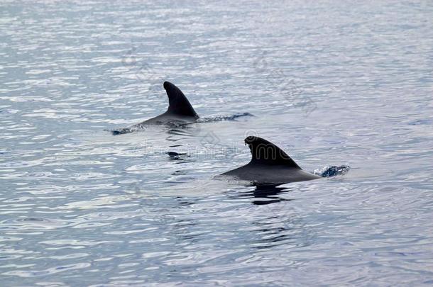 两条<strong>领航</strong>鲸在亚速尔群岛外的水域