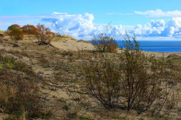 波罗的海沿岸的沙丘