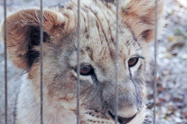 一只<strong>小狮</strong>子从动物园的围栏里向外张望