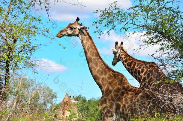 长颈鹿站在非洲灌木丛中