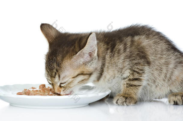 小猫吃猫粮。