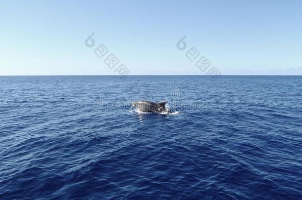 宽吻海豚突破水面