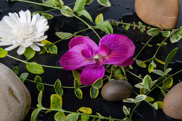 绿色的植物，有紫色和白色花朵的鹅卵石