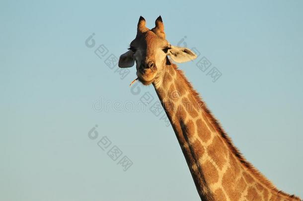 长颈鹿-野生动物背景-来自大自然的有趣表情