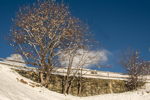 蓝天前的雪树