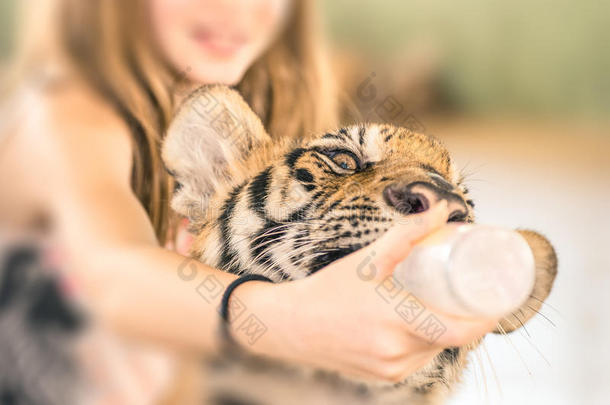 动物园里一个小女孩正在喂一只小老虎