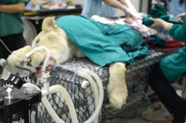 兽医在给狮子做手术