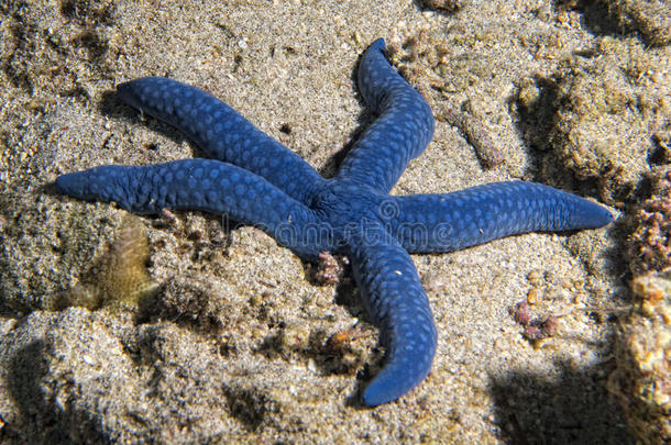 一颗蓝色的海星挂在礁石上