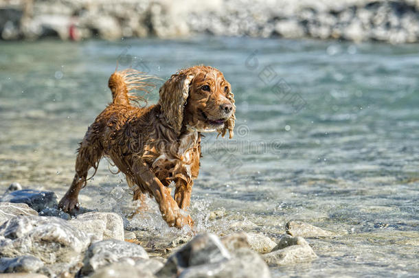 小狗可卡犬在水里玩耍