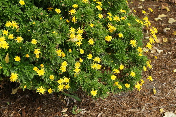 欧洲野菊