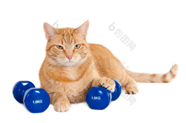 <strong>姜黄色</strong>的猫和两只蓝色的哑铃