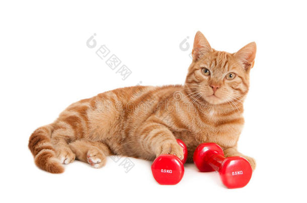 姜黄色的猫和两个红色的哑铃