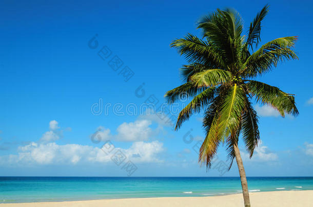 热带沙滩，有异国情调的棕榈树，蓝天碧水