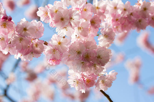 春天的樱花在阳光下绽放