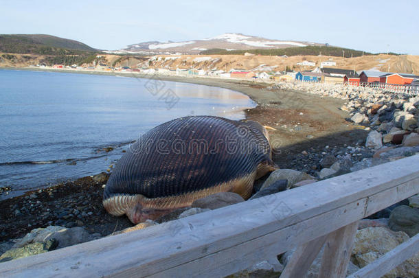 鳟鱼河蓝鲸