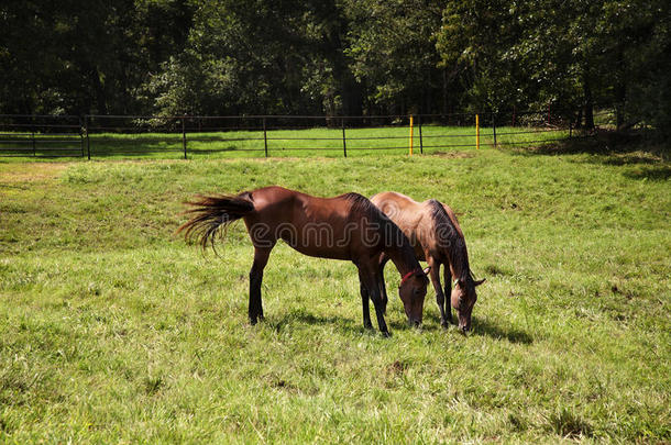 两匹马的形象母马和小马驹在草地上玩耍。栗色纯种马