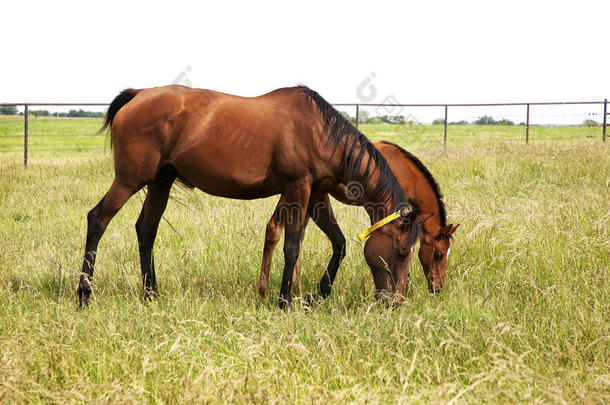 两匹纯种马在草地上吃草的<strong>横向</strong>图像。