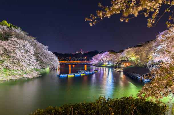 东京富士千里香的樱花