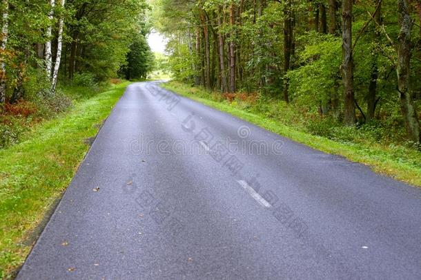 早秋波兰森林沥青路景观