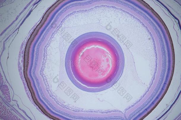 生物学细胞椎体曙红<strong>表皮</strong>