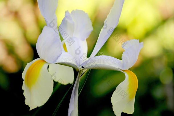 美丽的春天花园花，白色的黄色和<strong>淡蓝色</strong>的鸢尾花