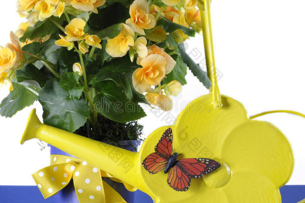 美丽的黄色秋海棠盆栽礼物，带黄色花朵的春季黄色雏菊浇灌罐