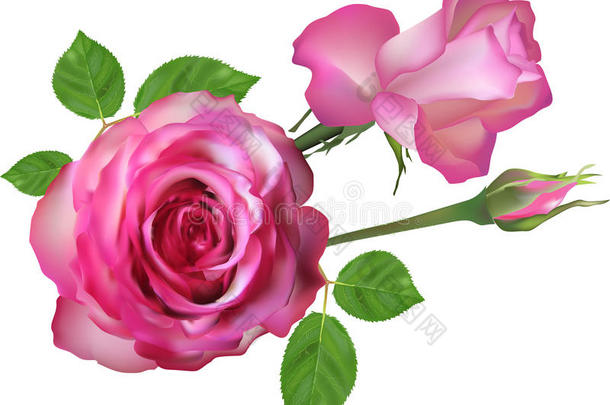 两朵淡粉色的玫瑰和蓓蕾