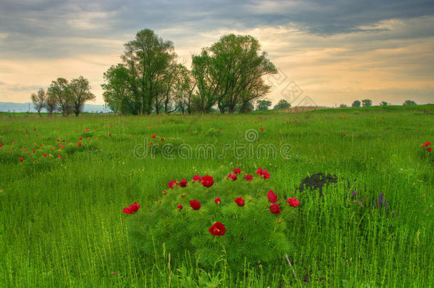 白芍靓图