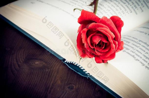 红色玫瑰的细节在开放的书上有文字的空间，旧的风格