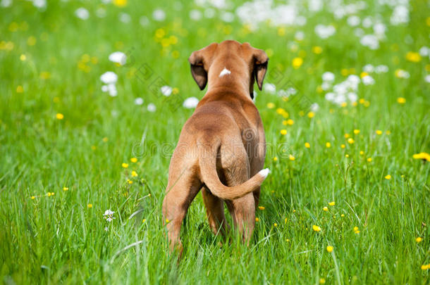 草地上的小狗