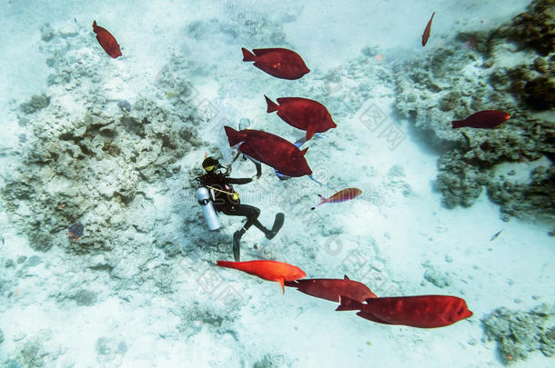 戴着装备的潜水员在珊瑚礁和红鱼之间游泳