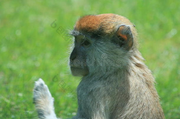 靠近一只看上去悲伤的毛茸茸的猴子的头