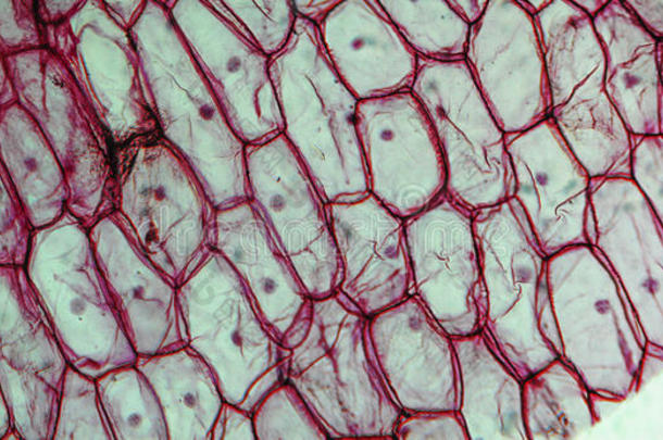 洋葱表皮显微照片