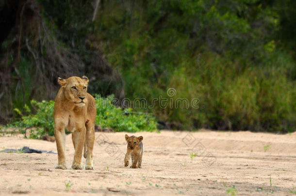 狮子和幼崽（黑豹狮子座）