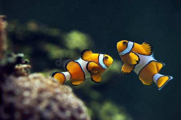 小丑银莲花鱼，橙色小丑鱼-两栖鲈鱼