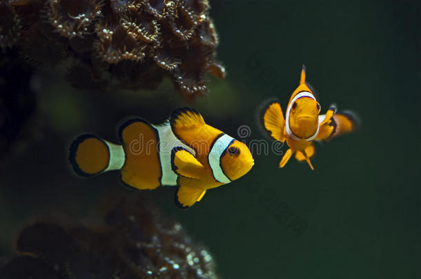 小丑银莲花鱼，橙色小丑鱼-两栖鲈鱼