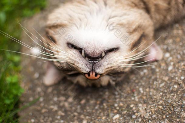 猫的头翻过来了