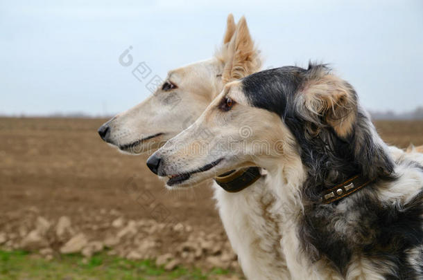 两只俄罗斯<strong>猎</strong>狼犬