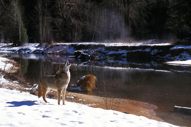 雪地狼在河边嚎叫（canis latrans），加利福尼亚州，约塞米蒂国家公园，默塞德河