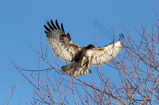 红尾鹰在伸展翅膀的树上降落（ButeoJamacensis），加利福尼亚州下克拉马斯国家野生动物保护区，靠近t
