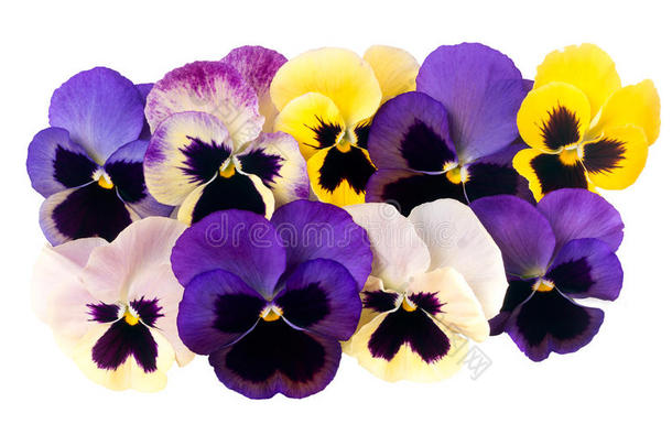 花园里白色背景上孤立的三色堇型花。紫色，黄色和深色花朵。