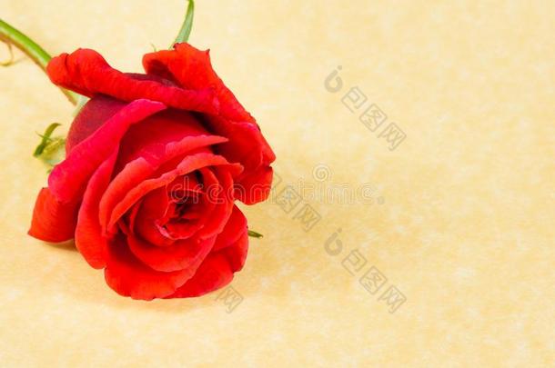 羊皮纸背景上的红玫瑰，带有文本空间
