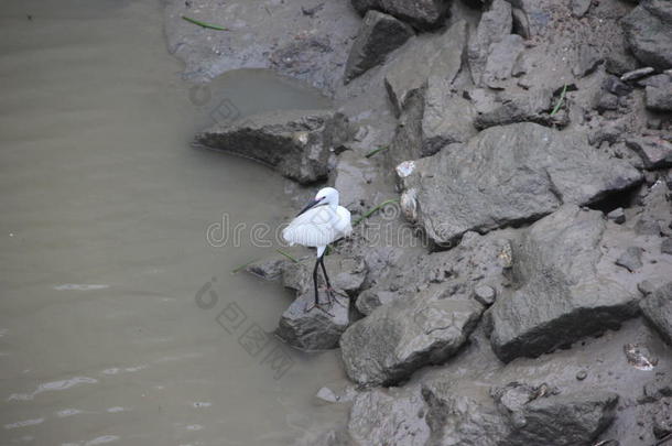白鹤与污染河流