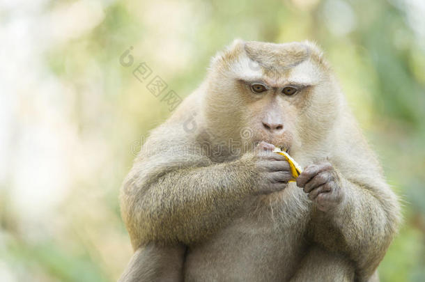 泰国一只猴子在吃香蕉